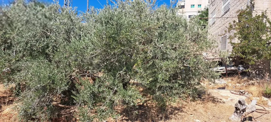 منزل مستقل للبيع