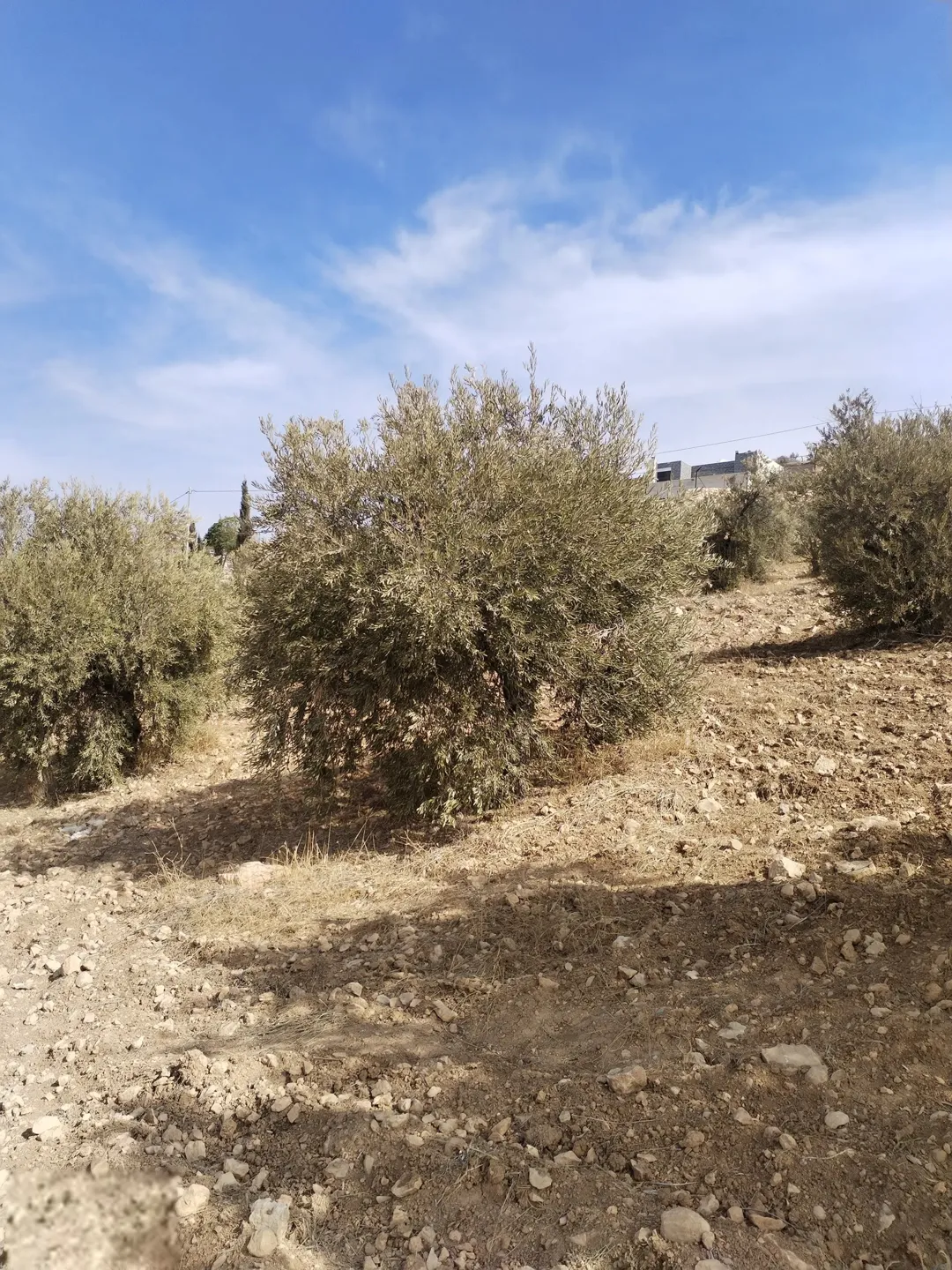 على البدل قفقفا 13 دنم منطقة مزارع وشاليهات وطبيعة خلابة مسيجة جدار حجر