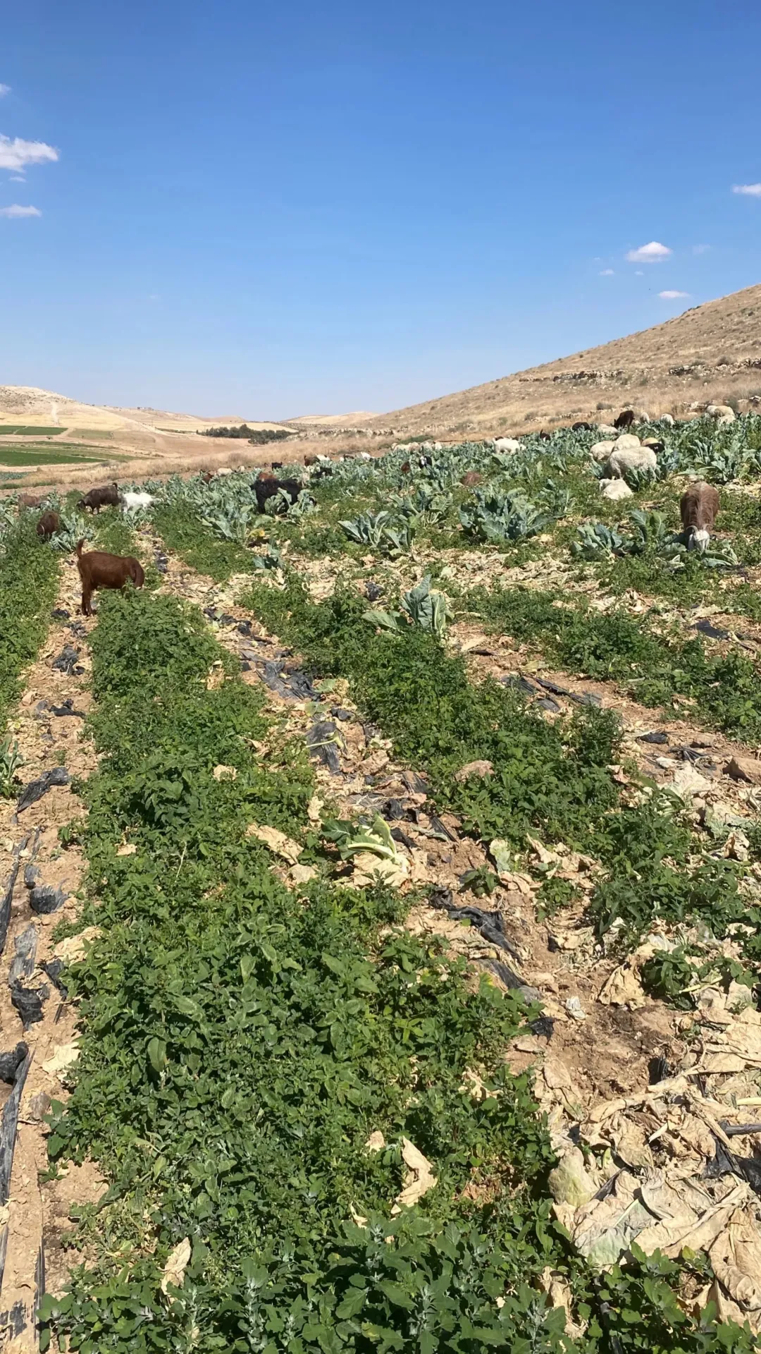 أرض للبيع في جنوب عمان