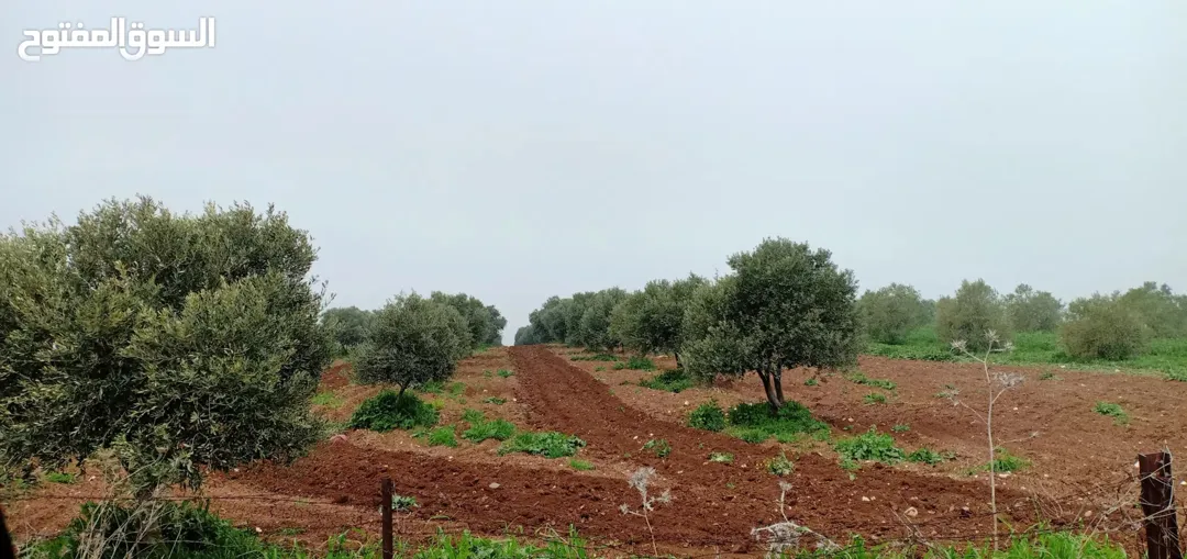 أراضي زراعية مميزة للبيع في أم قيس بإطلالة على طبريا