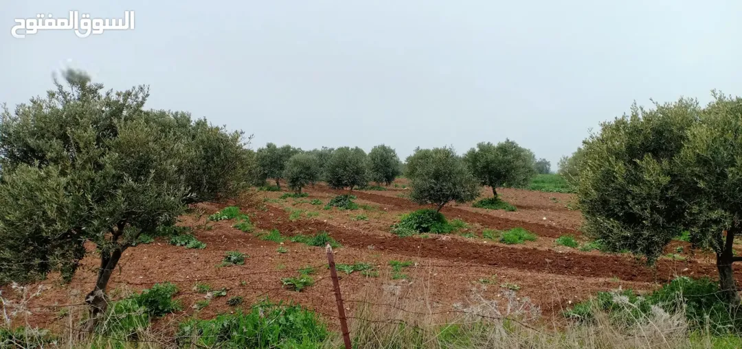 أراضي زراعية مميزة للبيع في أم قيس بإطلالة على طبريا