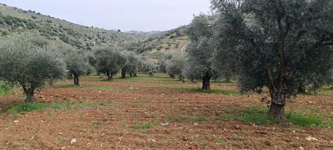 ارض زراعيه للبيع