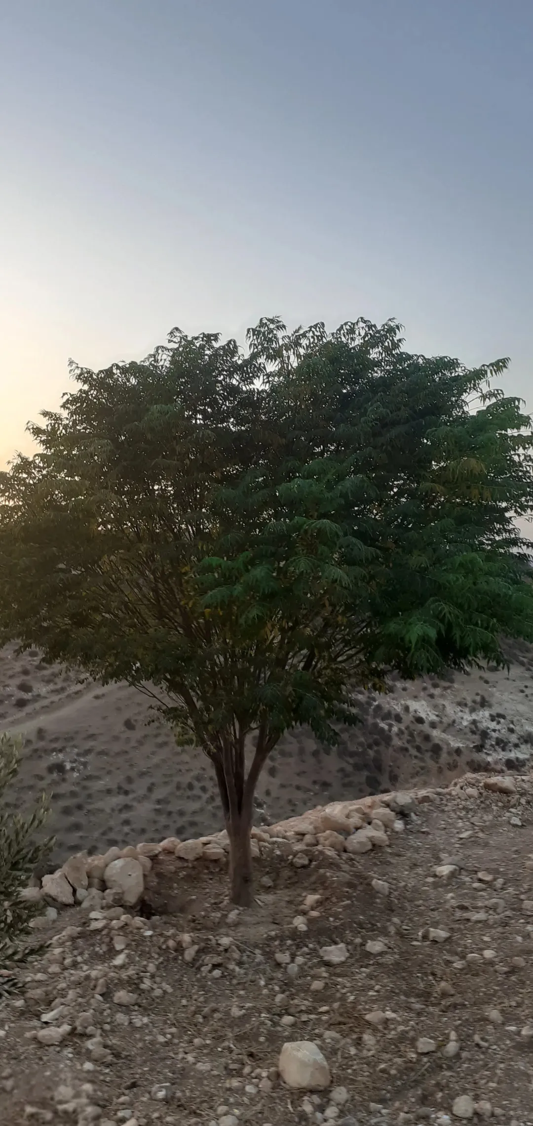 أرض للبيع في حرثا طريق عقربا مساحة 7168 متر مربع