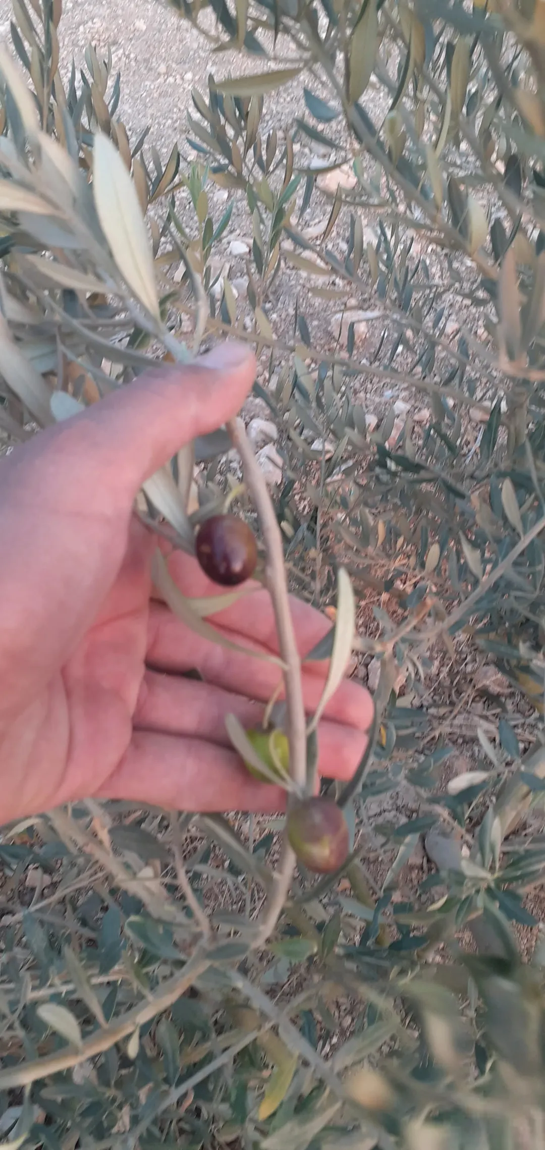 أرض للبيع في حرثا طريق عقربا مساحة 7168 متر مربع