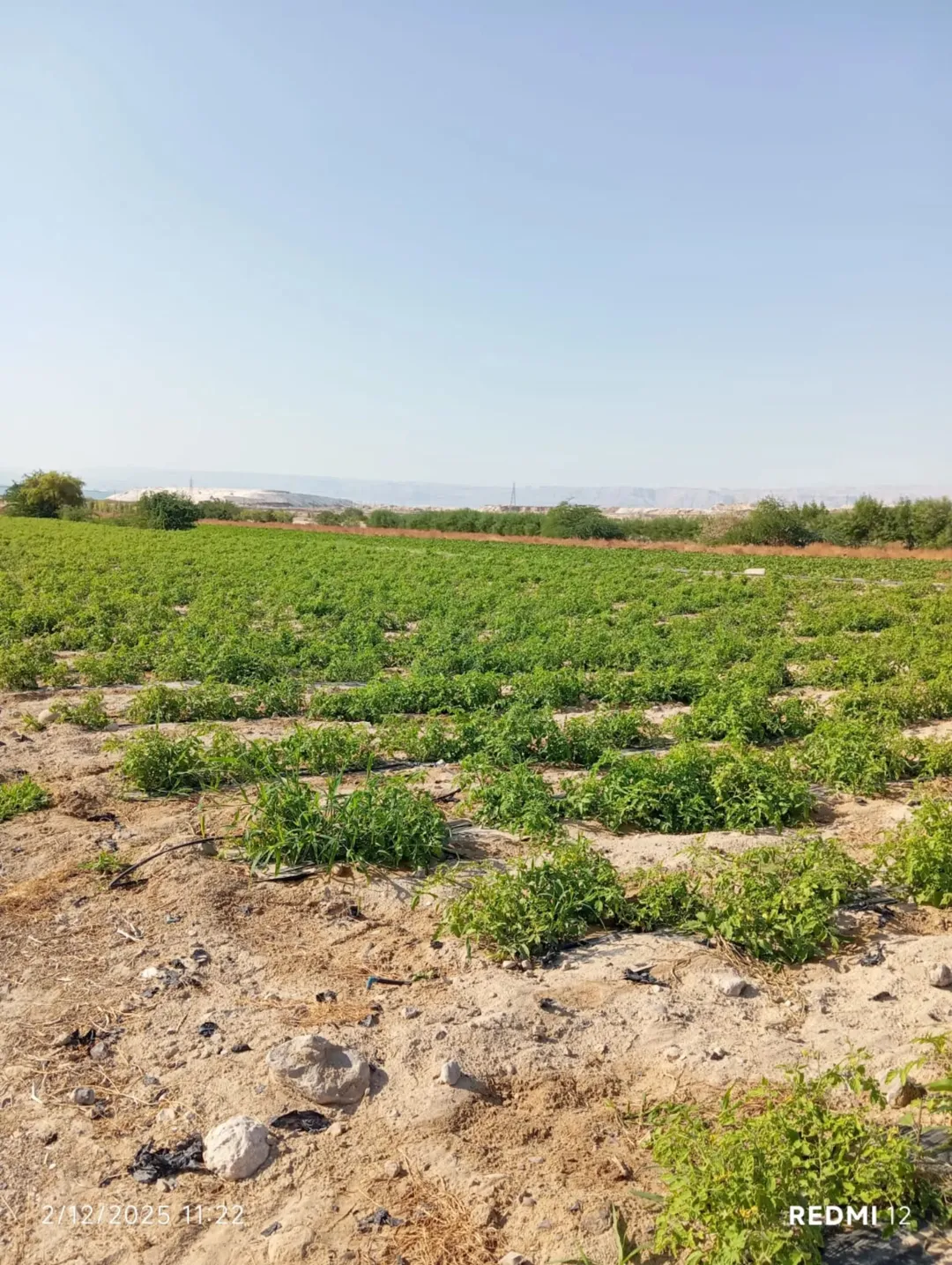 ارض للبيع في غور عسال – 10 دونم متعددة الاستخدامات