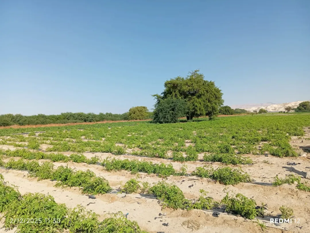 ارض للبيع في غور عسال – 10 دونم متعددة الاستخدامات