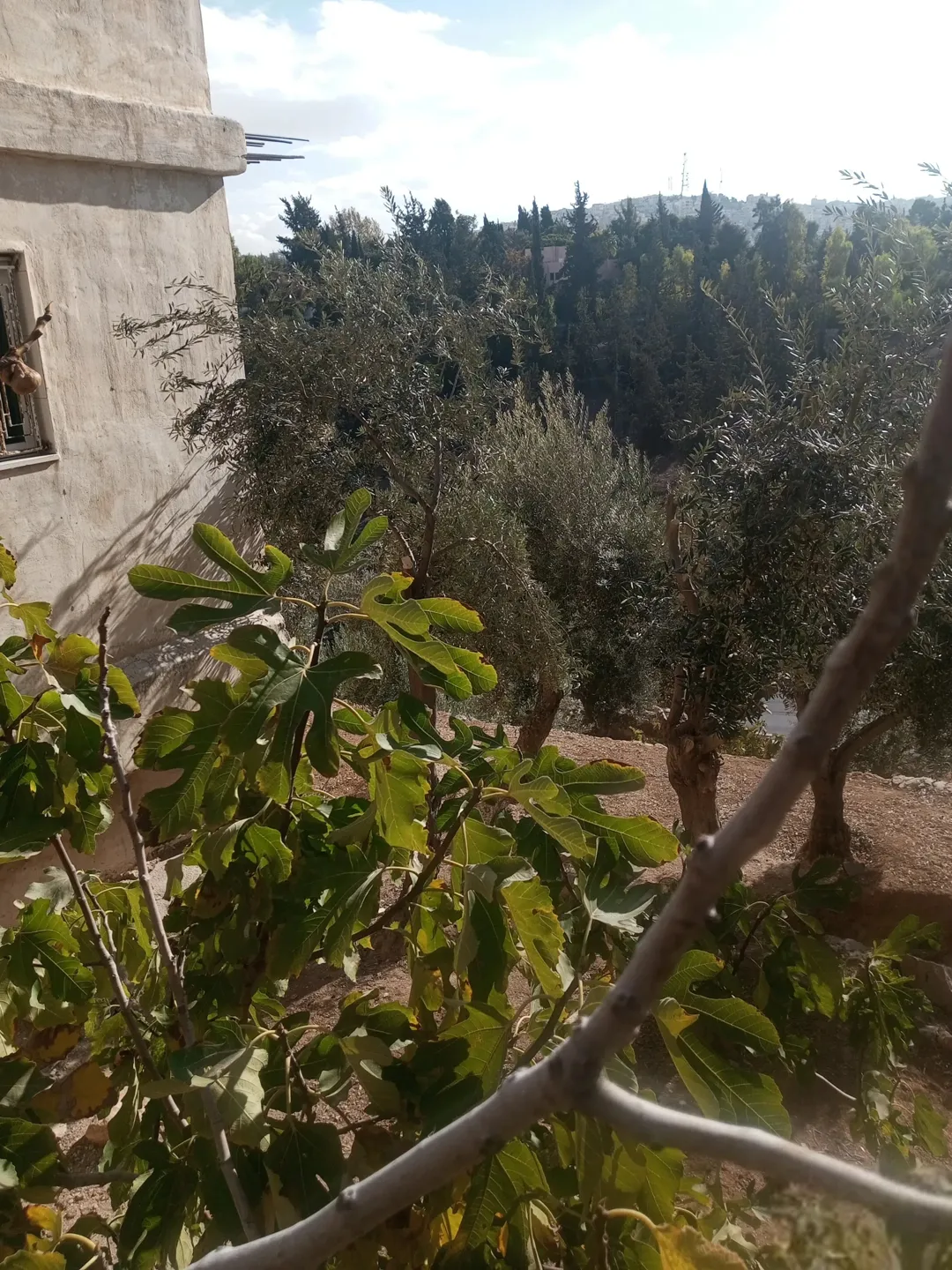 أرض مع بستان ومبانٍ مستقلة للبيع في الهاشمي الجنوبي