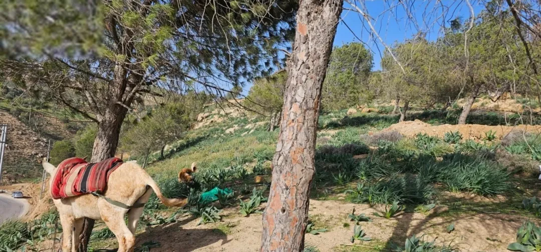 أرض زراعية مميزة للبيع في منطقة سوف – محافظة جرش
