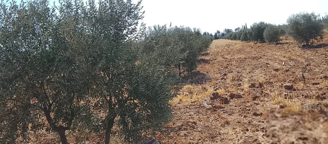 قطعة ارض مميزة للبيع مباشرة