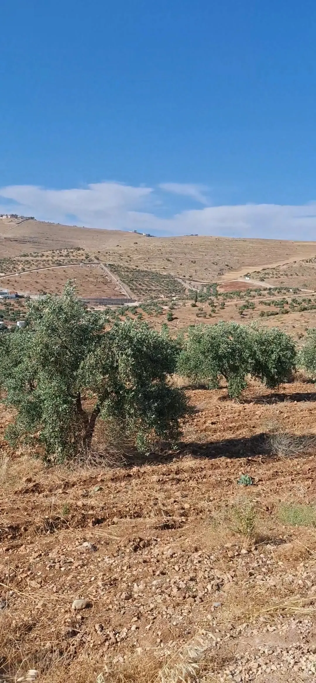 مزرعة جاهزة للبيع في جرش – منطقة نادرة