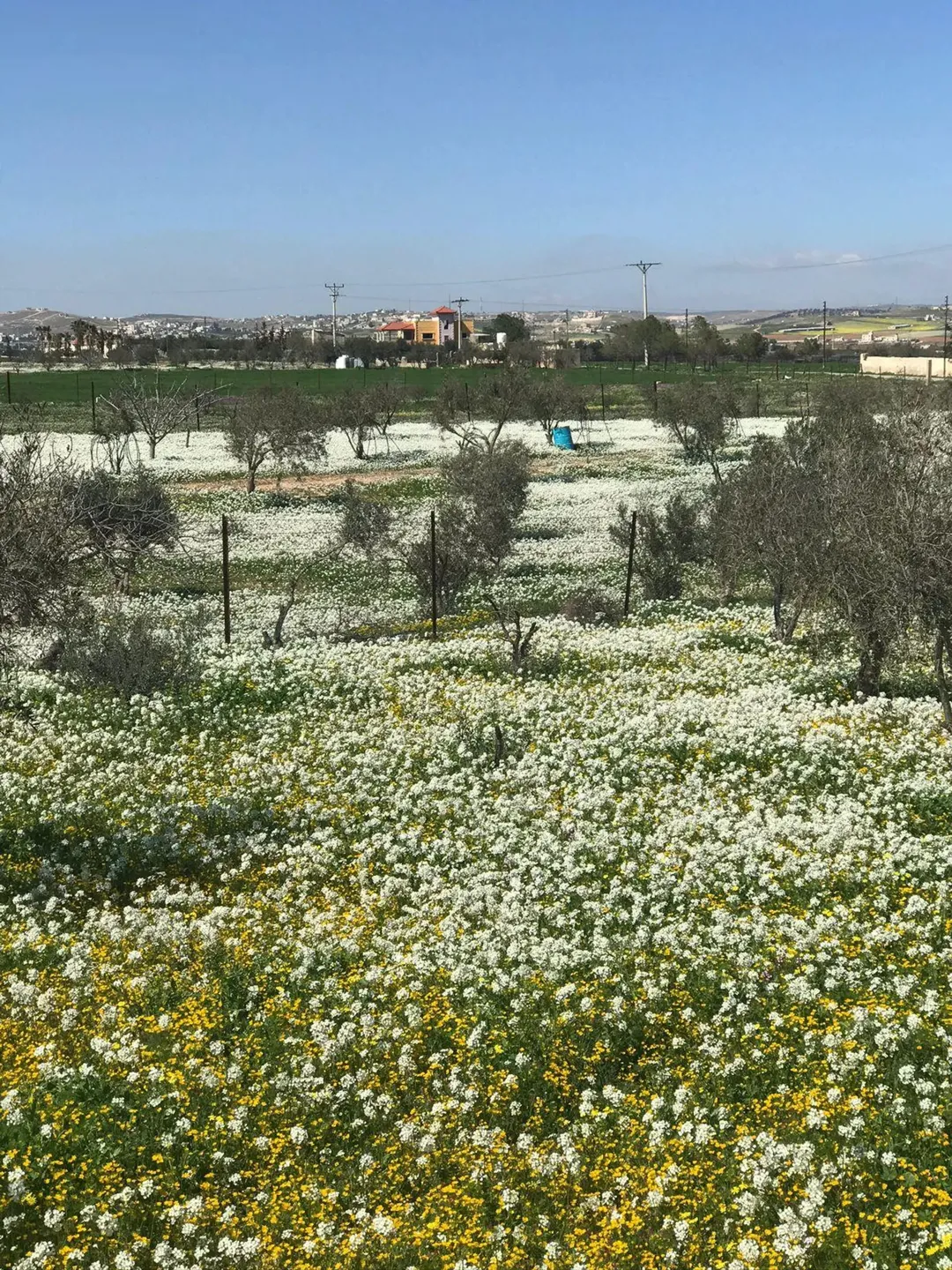شاليه ومزرعة مفروشة ، ملعب كبير مجهز كامل بالترتال الخضر وسياج حديدي مرتفع