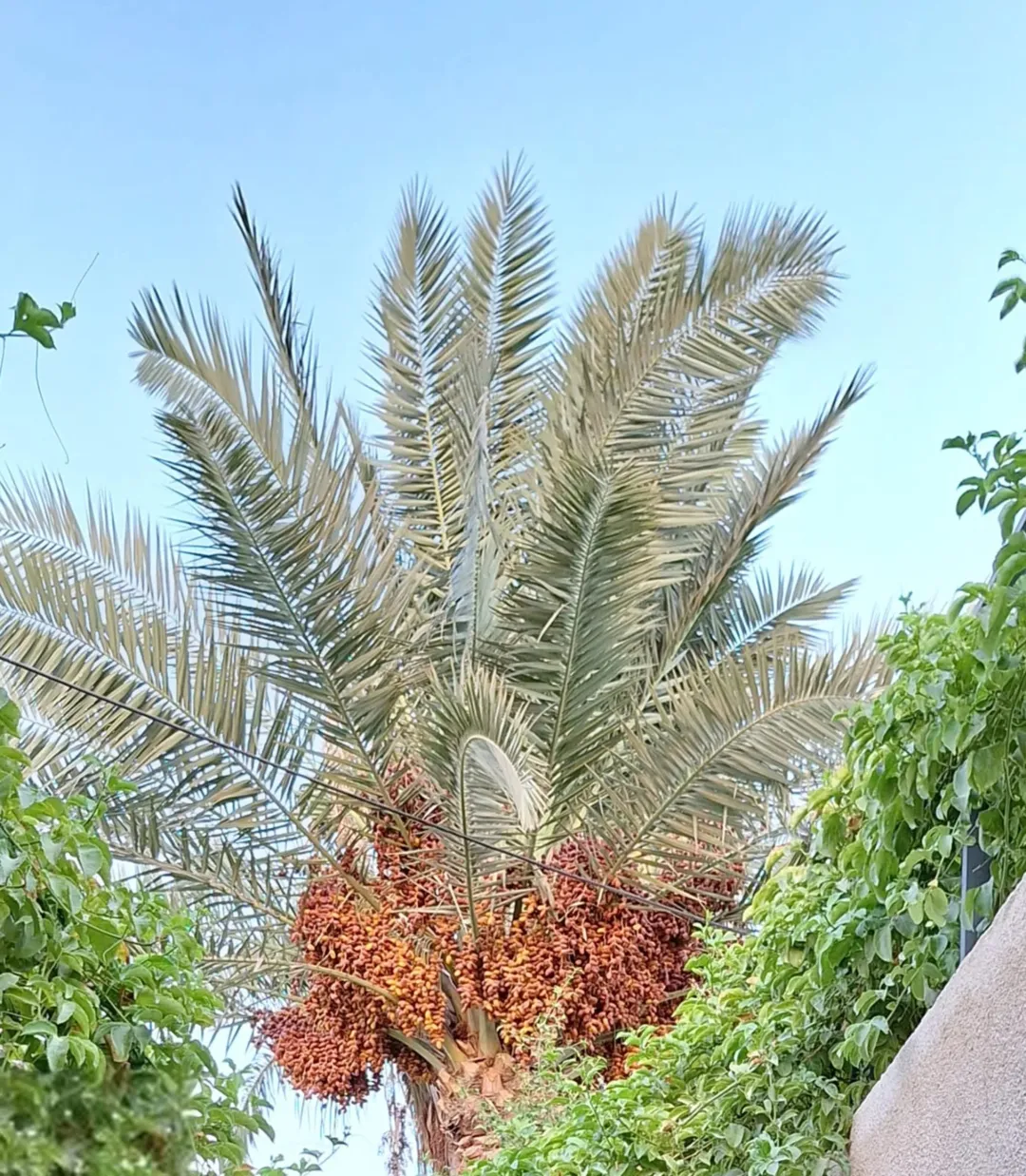 بيت مستقل مع مسبح
