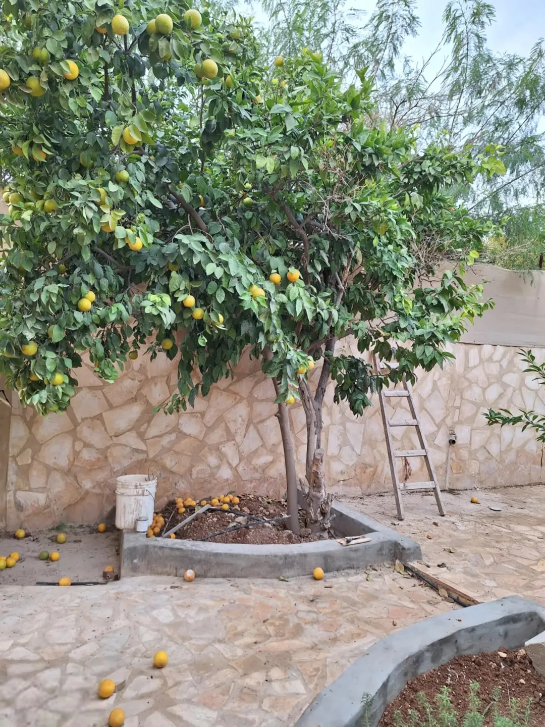 بيت مستقل مع مسبح