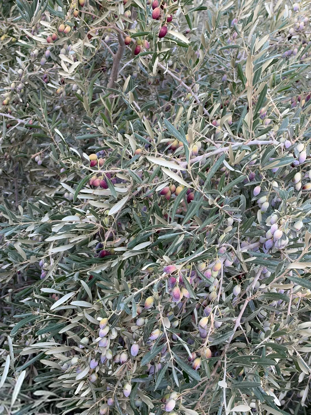 مزرعة حديثة وجديدة للبيع