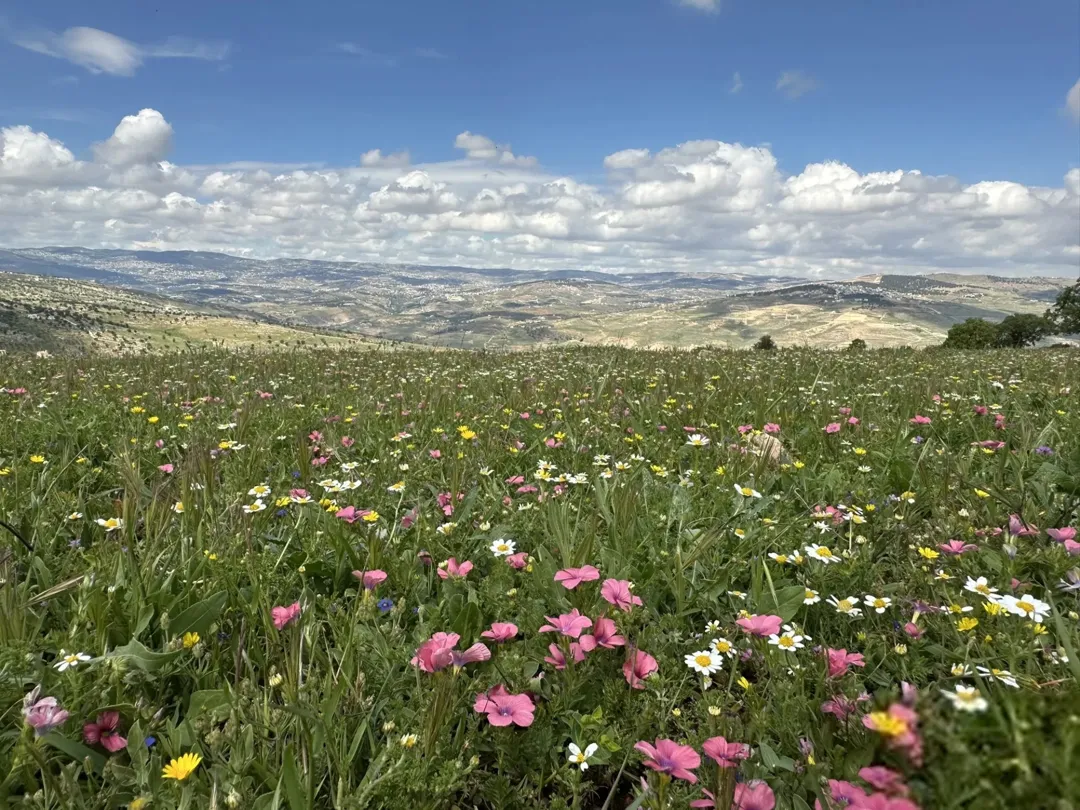 مزرعة فينيسيا فاخرة في العالوك 3900م2 فيلا 170م2 طابقين 3 غرف نوم تشطيب ملوكي للبيع