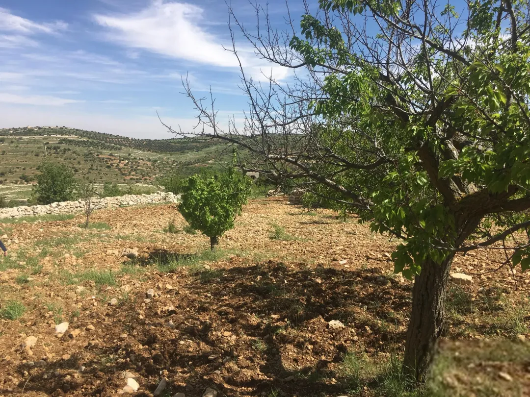 إطلالة ساحرة ونادرة في أرقى أراضي سوف المشجرة بالزيتون واللوزيات