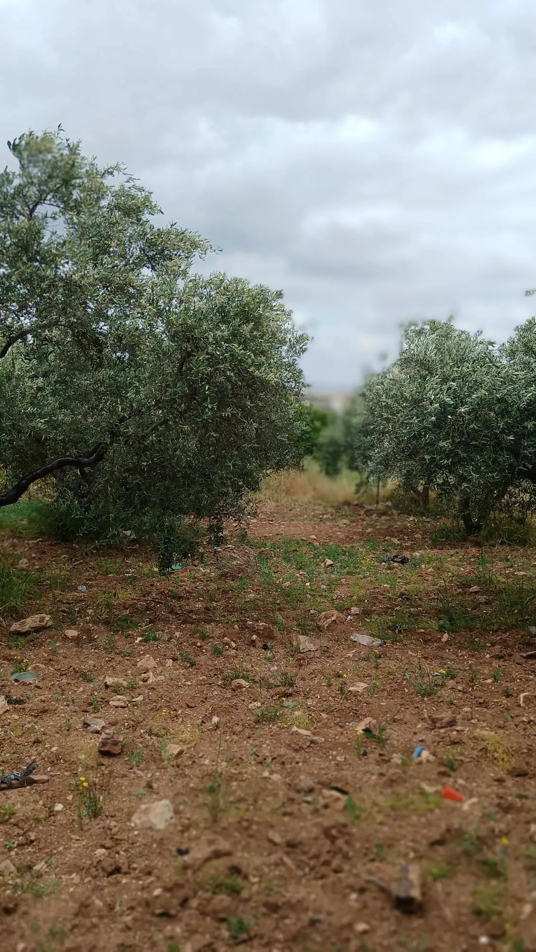 فرصة استثمارية مميزة – أرض للبيع في إربد / النعيمة موقع استراتيجي قريب من الخدمات المتعدده