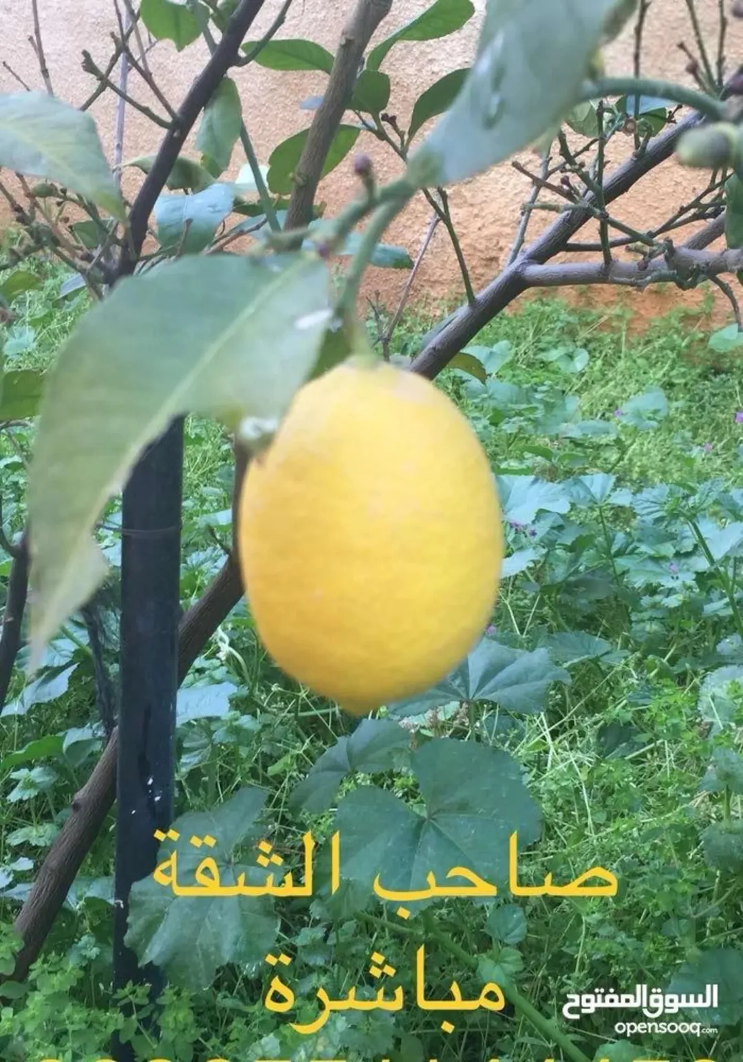شقة مفروشة للإيجار في طبربور مع حديقة خاصة