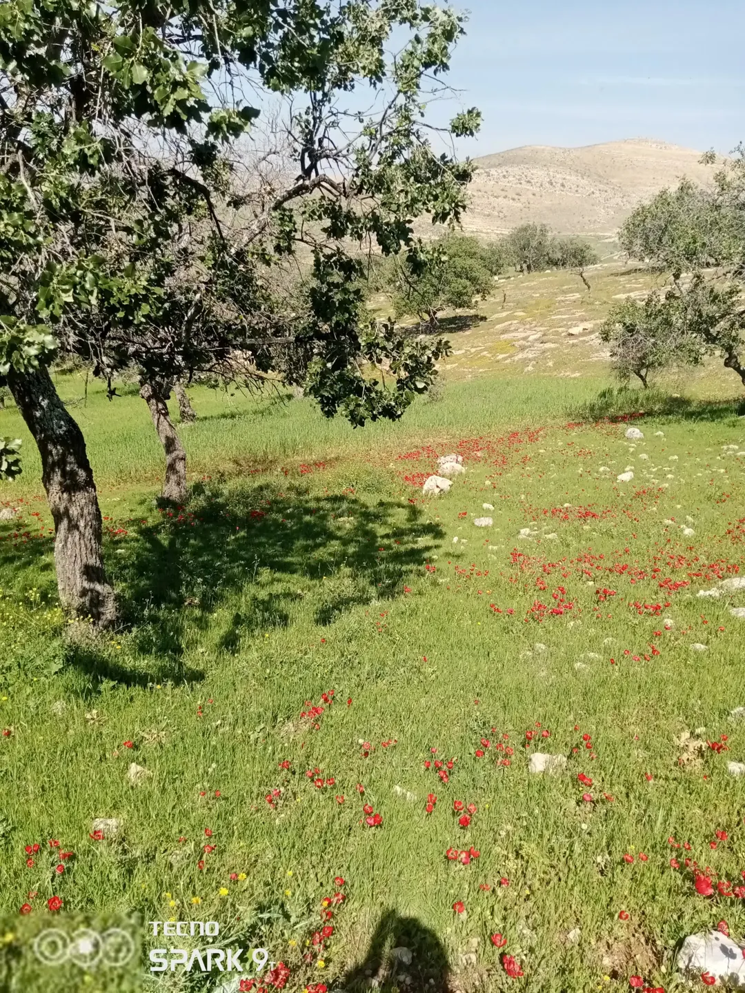 قطعة أرض زراعية ساحرة بإطلالة طبيعية خلابة
