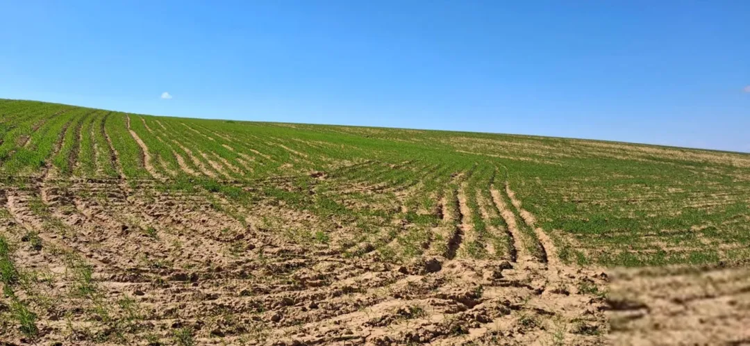 ارض زراعية كبيرة 175 دونم في شمال الكرك لواء القصر مطلة على البحر الميت