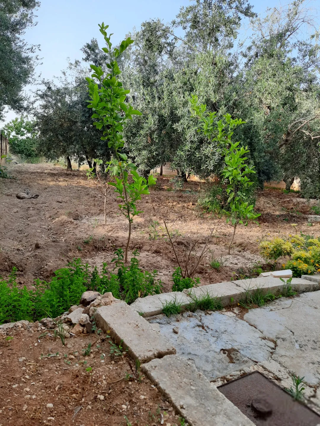 منزل مستقل 300 متر مربع على أرض مساحة 782 متر مربع بقوشان مستقل باسم المالك للبيع مباشرة.