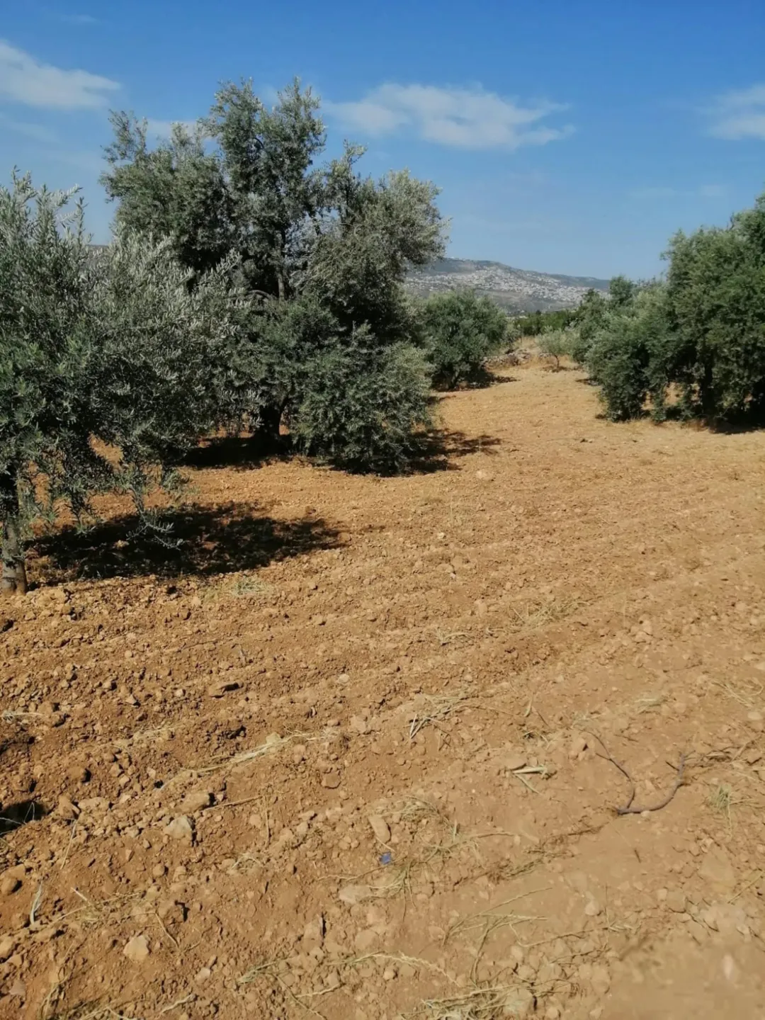 قطعة ارض ثلاثة دونمات ونصف للبيع