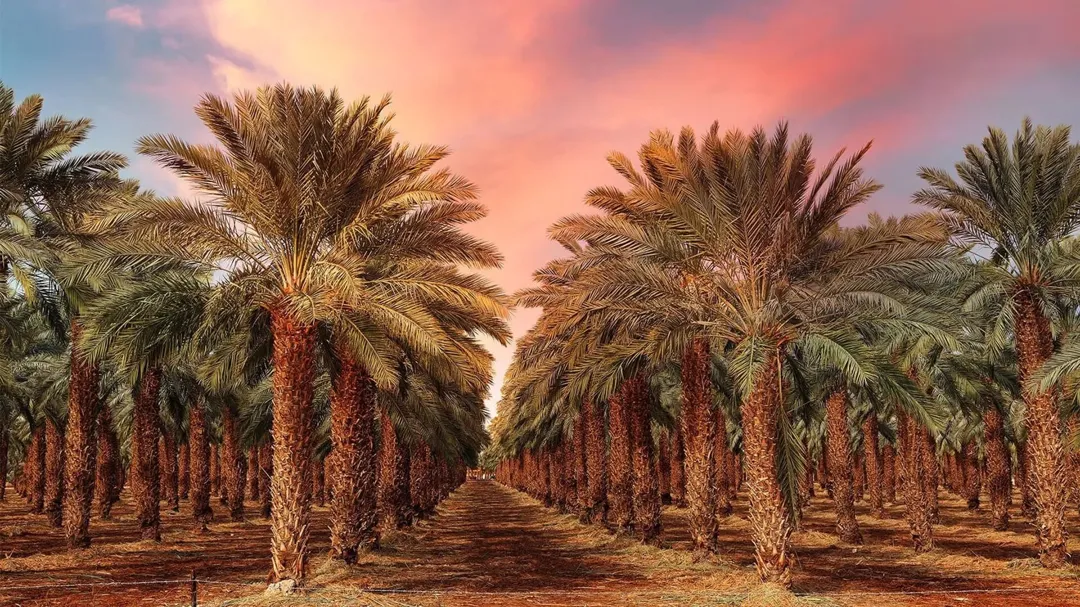 مزرعة نخيل مجهول مع محول كهرباء وبير في منطقة الرامة للبيع بسعر مغر
