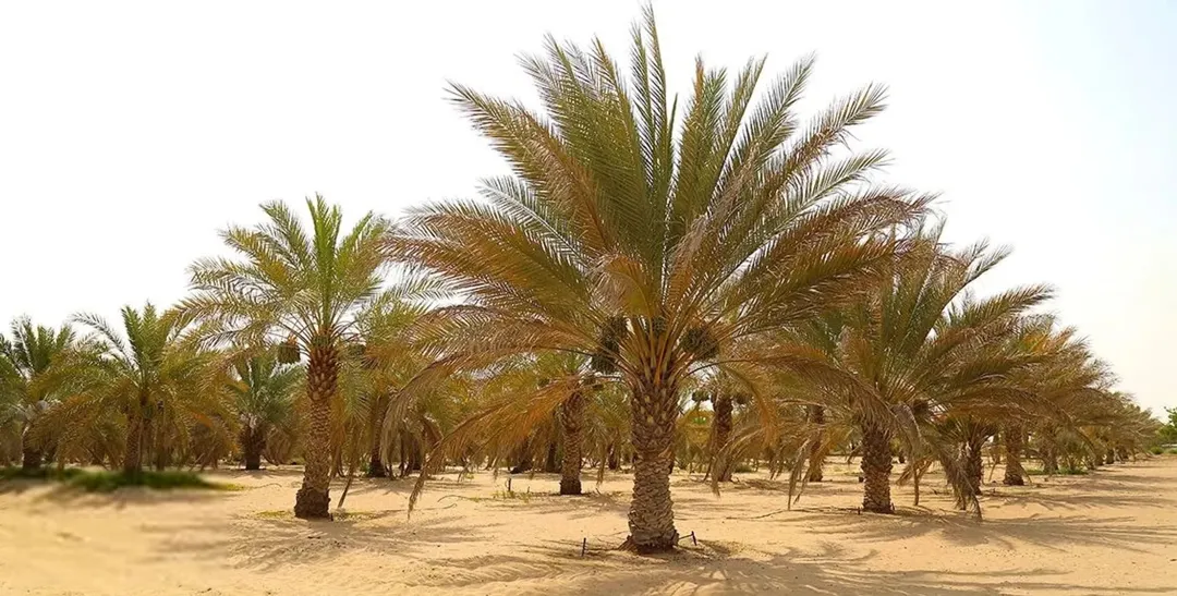 مزرعة نخيل مجهول مع محول كهرباء وبير في منطقة الرامة للبيع بسعر مغر — صورة 2