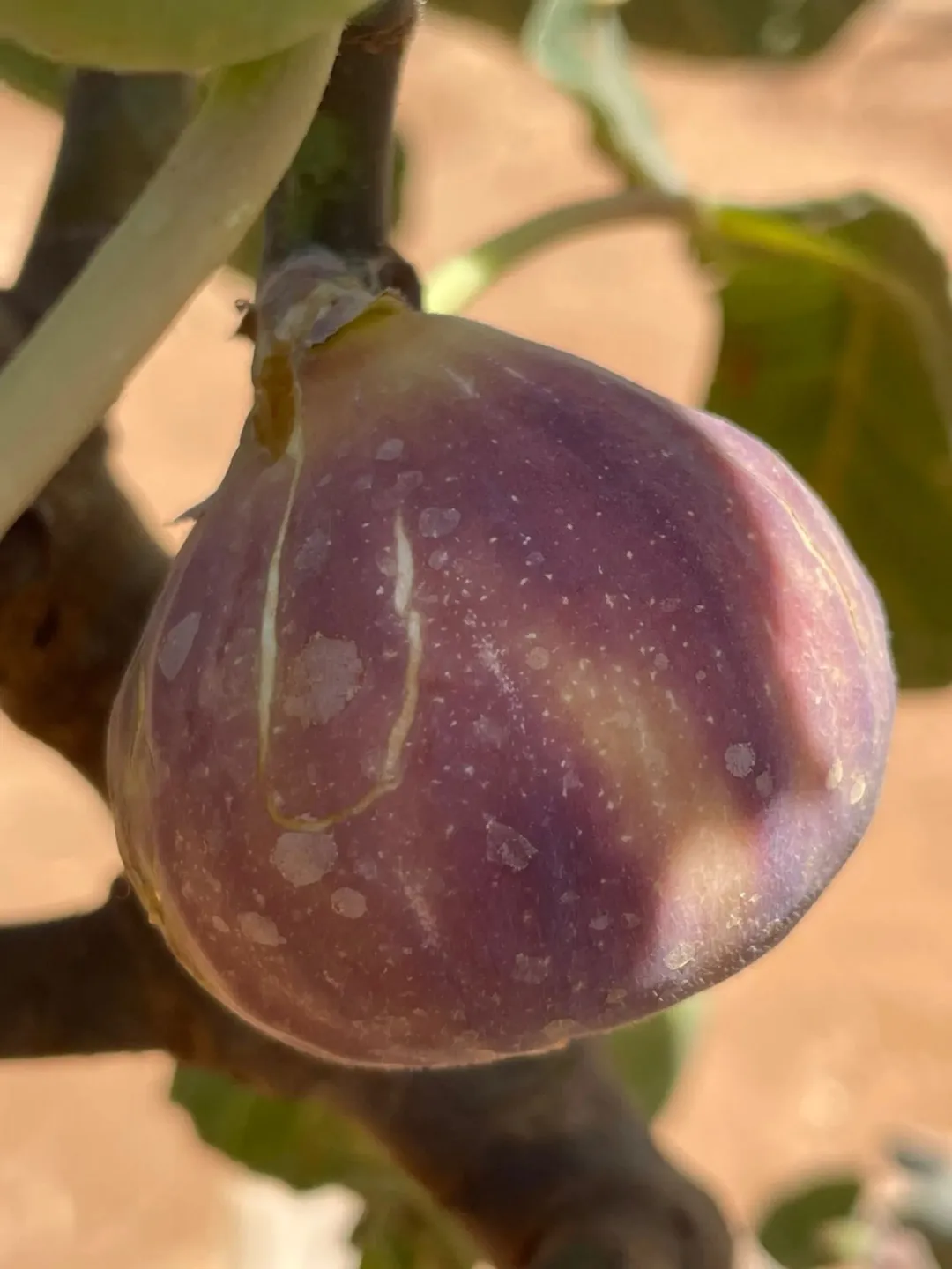 مزرعة خلابة للبيع في ضبعه – عمان بمساحة 3,400 متر مربع