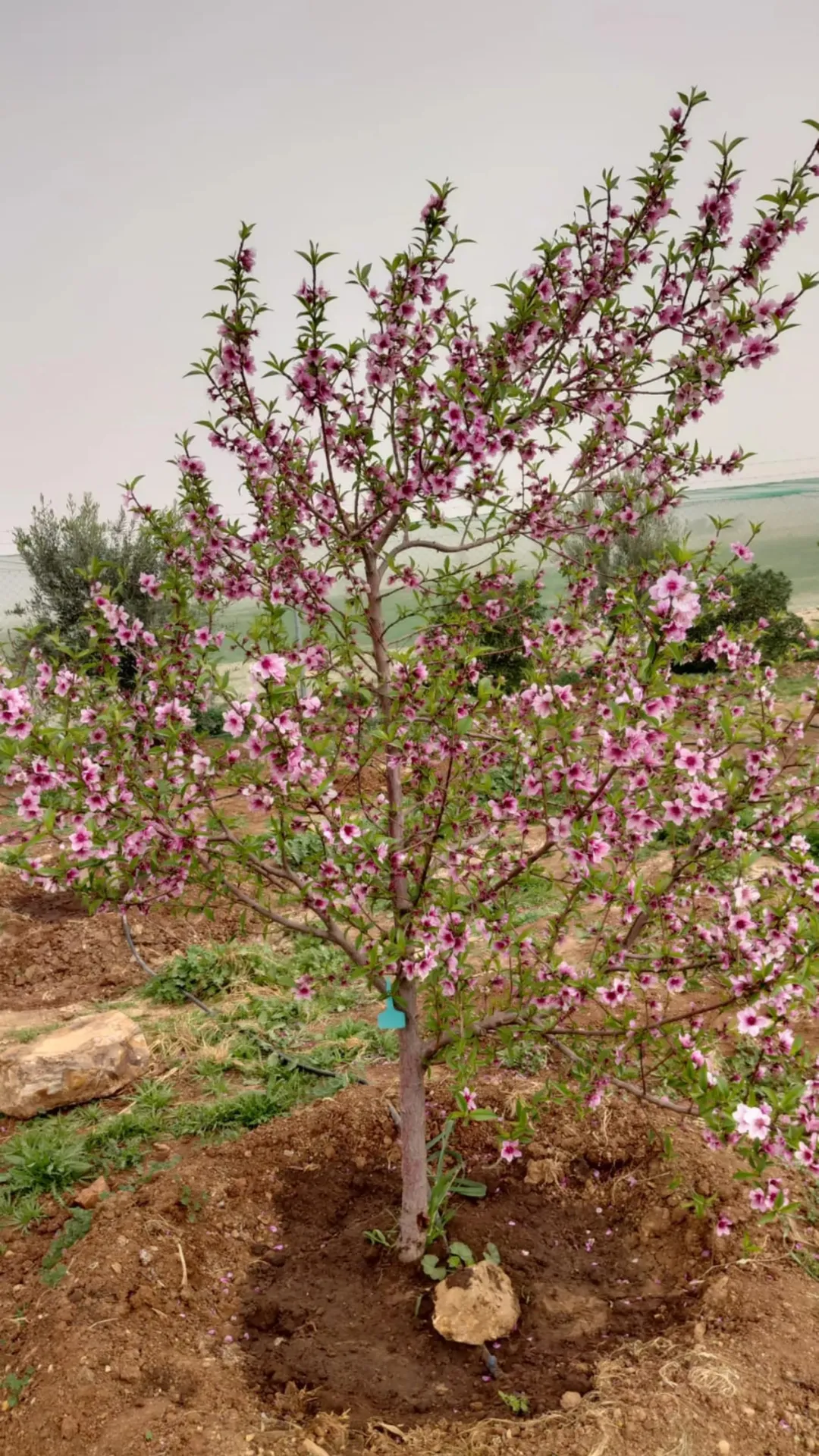 مزرعة خلابة للبيع في ضبعه – عمان بمساحة 3,400 متر مربع