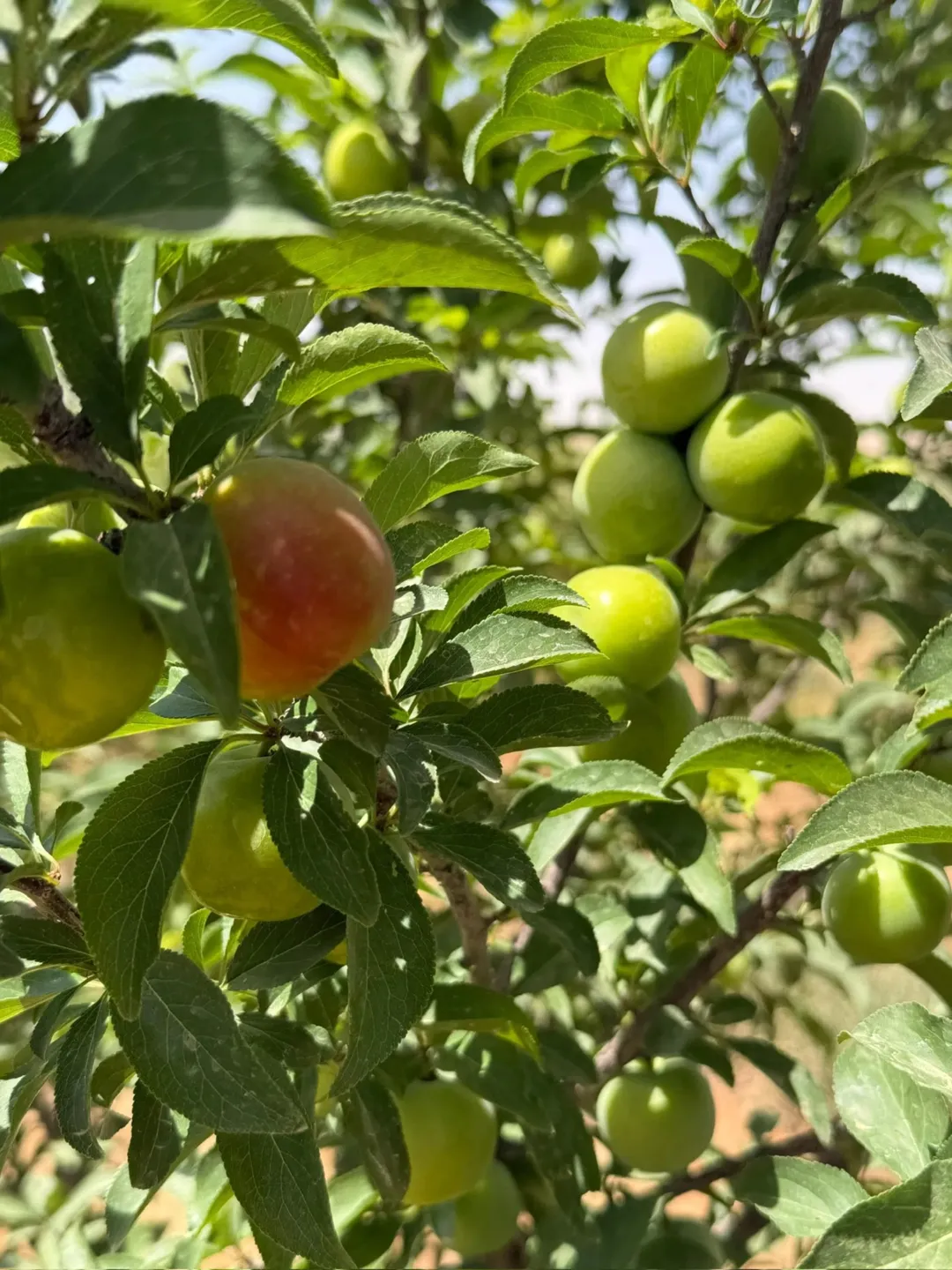 مزرعة خلابة للبيع في ضبعه – عمان بمساحة 3,400 متر مربع