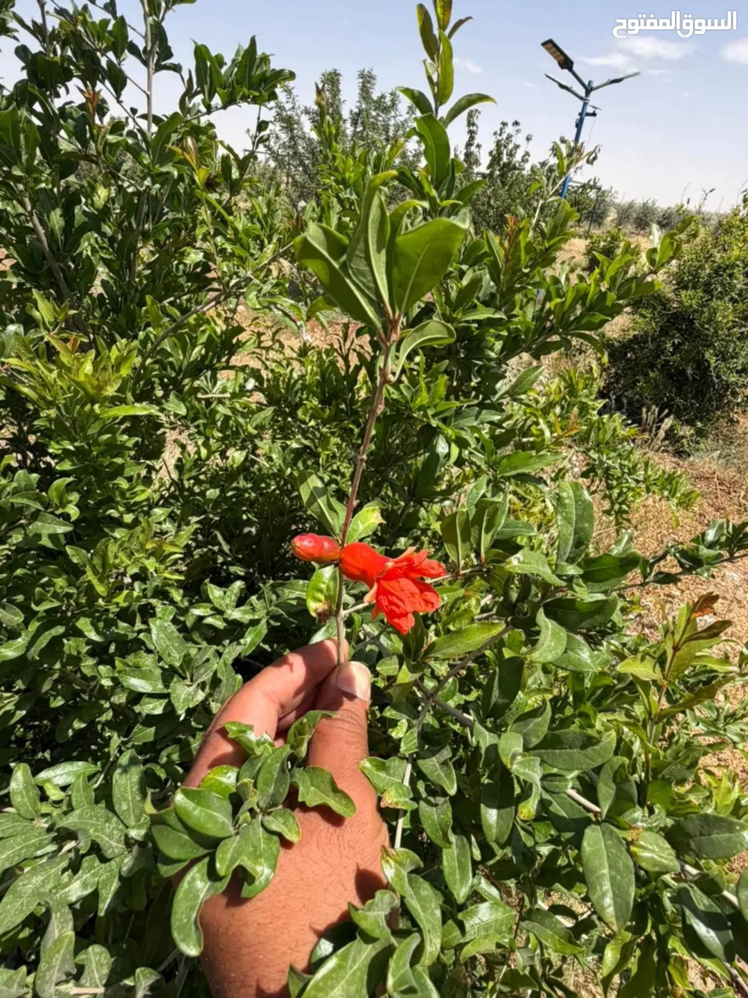 مزرعة خلابة للبيع في ضبعه – عمان بمساحة 3,400 متر مربع