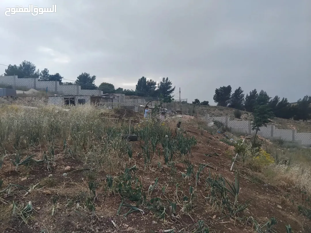 مزرعة زراعية مميزة للبيع في دير السعنة – إربد