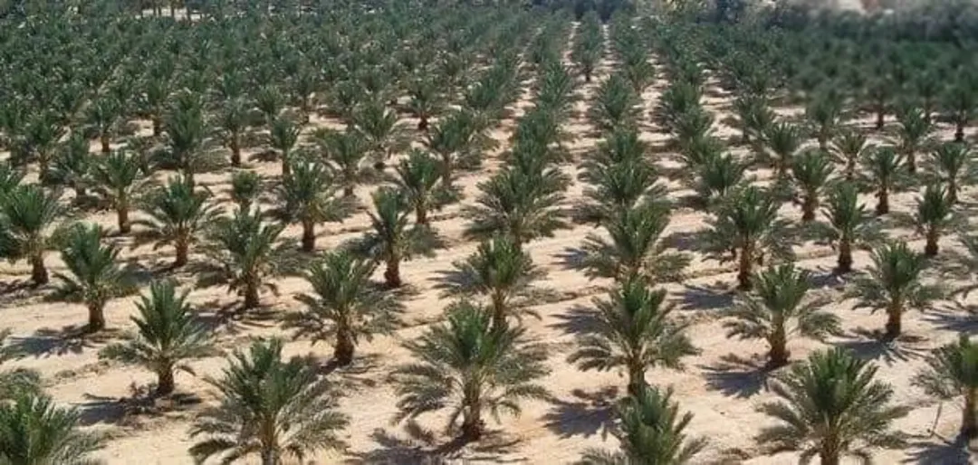 أراضي نخيل متميزة في الغور بمساحات متنوعة وتمر مجهول ومقزم