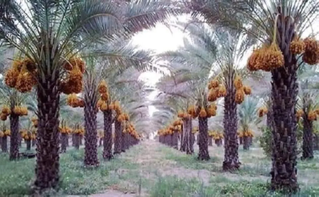 أراضي نخيل متميزة في الغور بمساحات متنوعة وتمر مجهول ومقزم