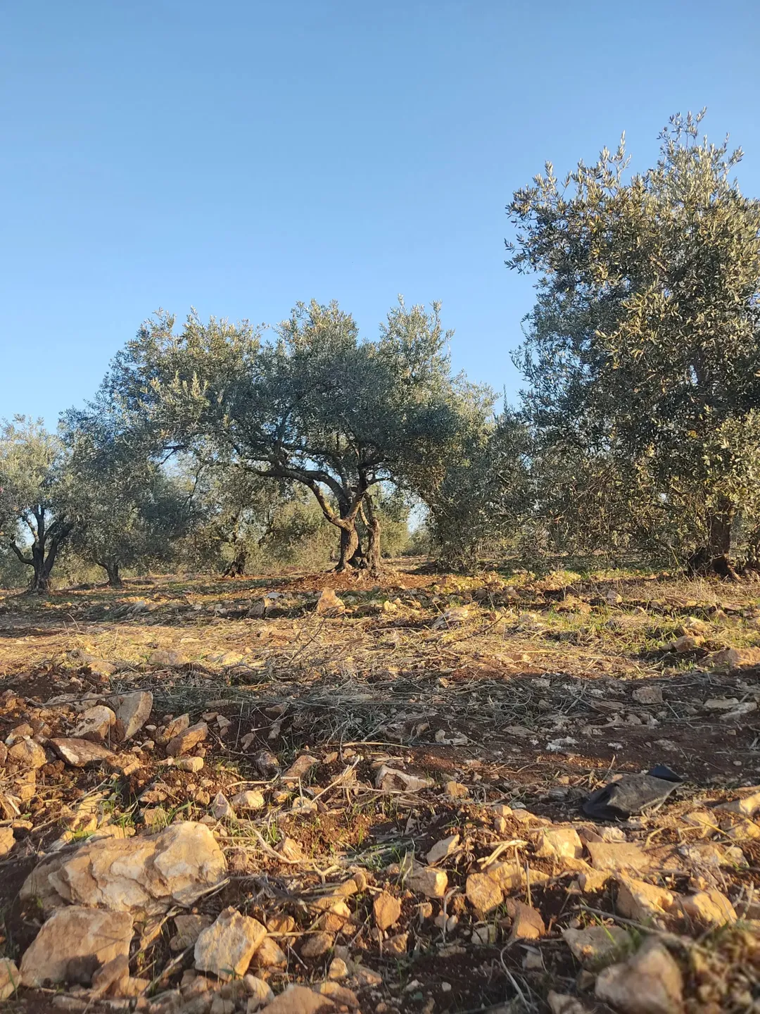 أرض زراعية مميزة للبيع في سمر – إربد