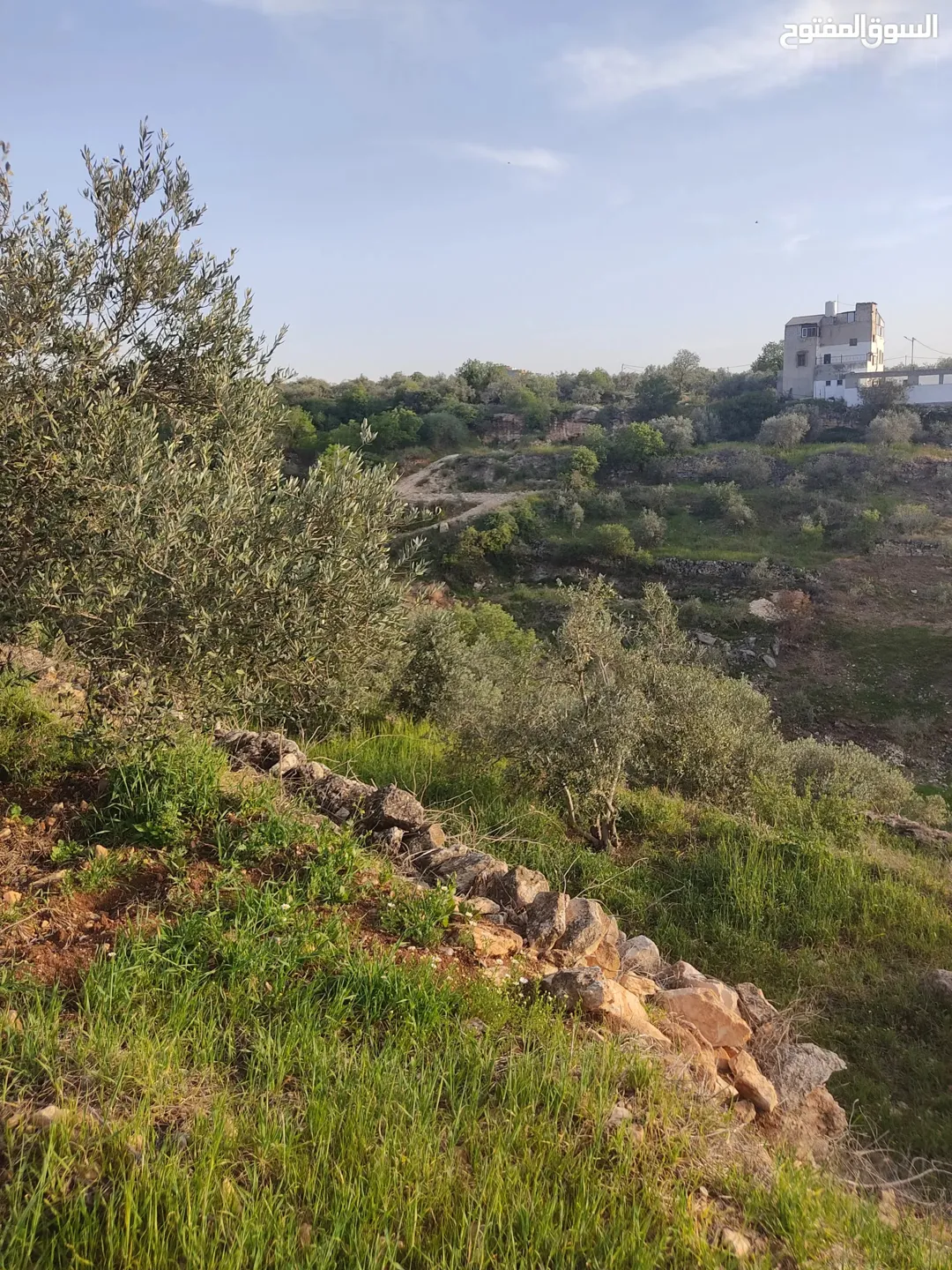 أرض زراعية مميزة للبيع في سمر – إربد