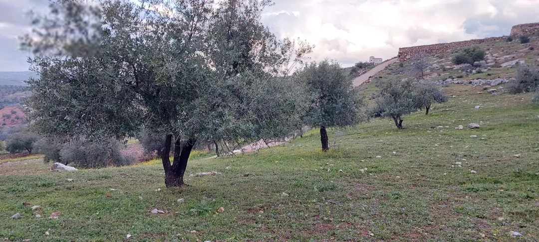 قطعة أرض للبيع في المفرق
