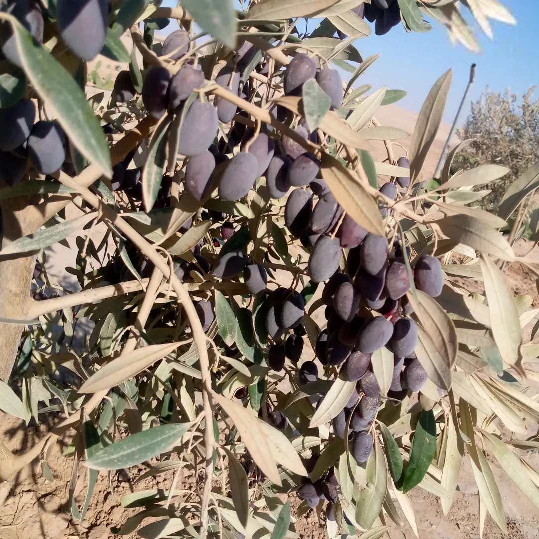 مزرعه خمسة دنم راس جبل مطله وكاشفه