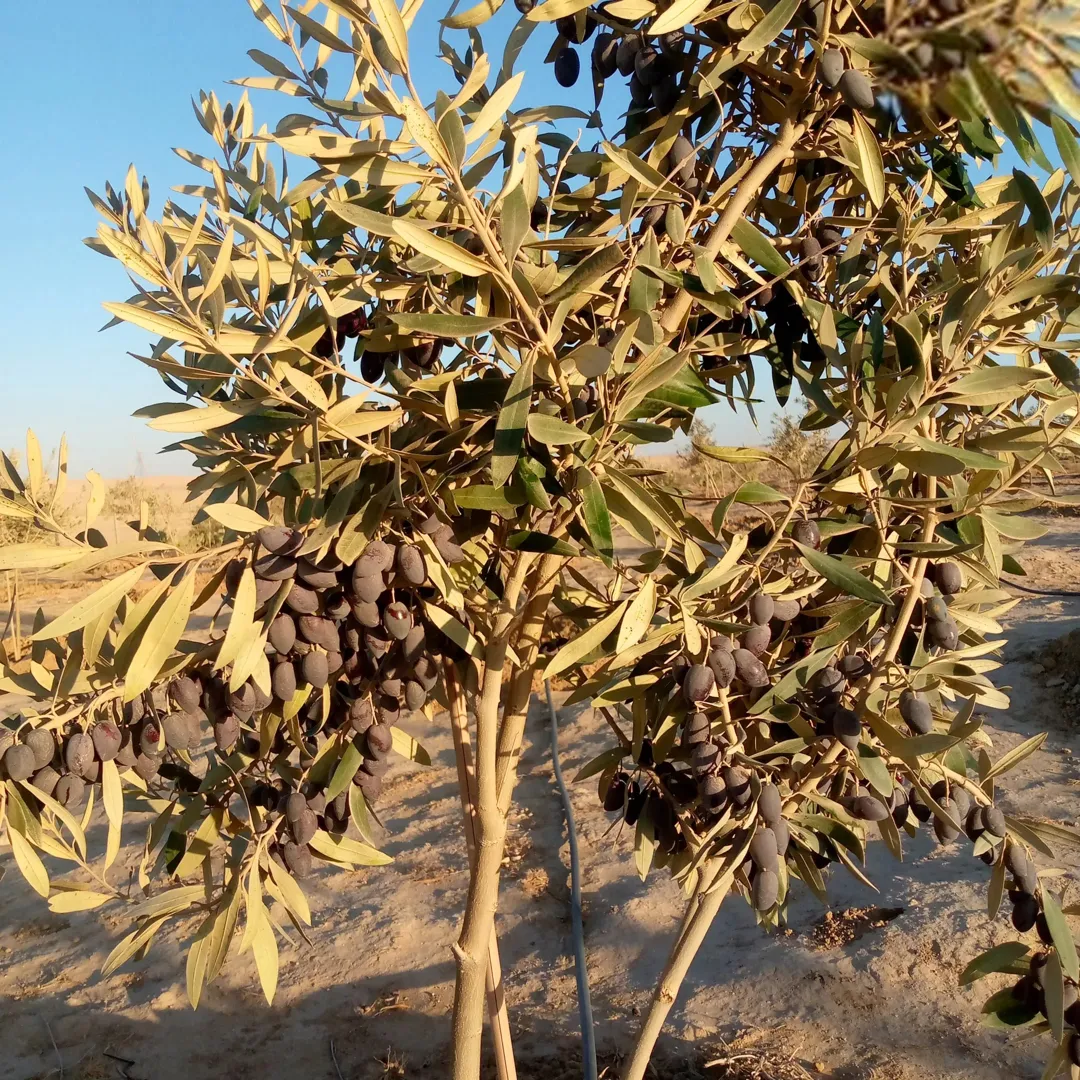 مزرعه خمسة دنم راس جبل مطله وكاشفه