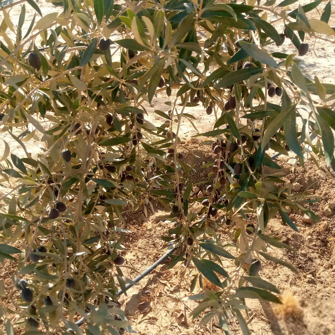 مزرعه خمسة دنم راس جبل مطله وكاشفه