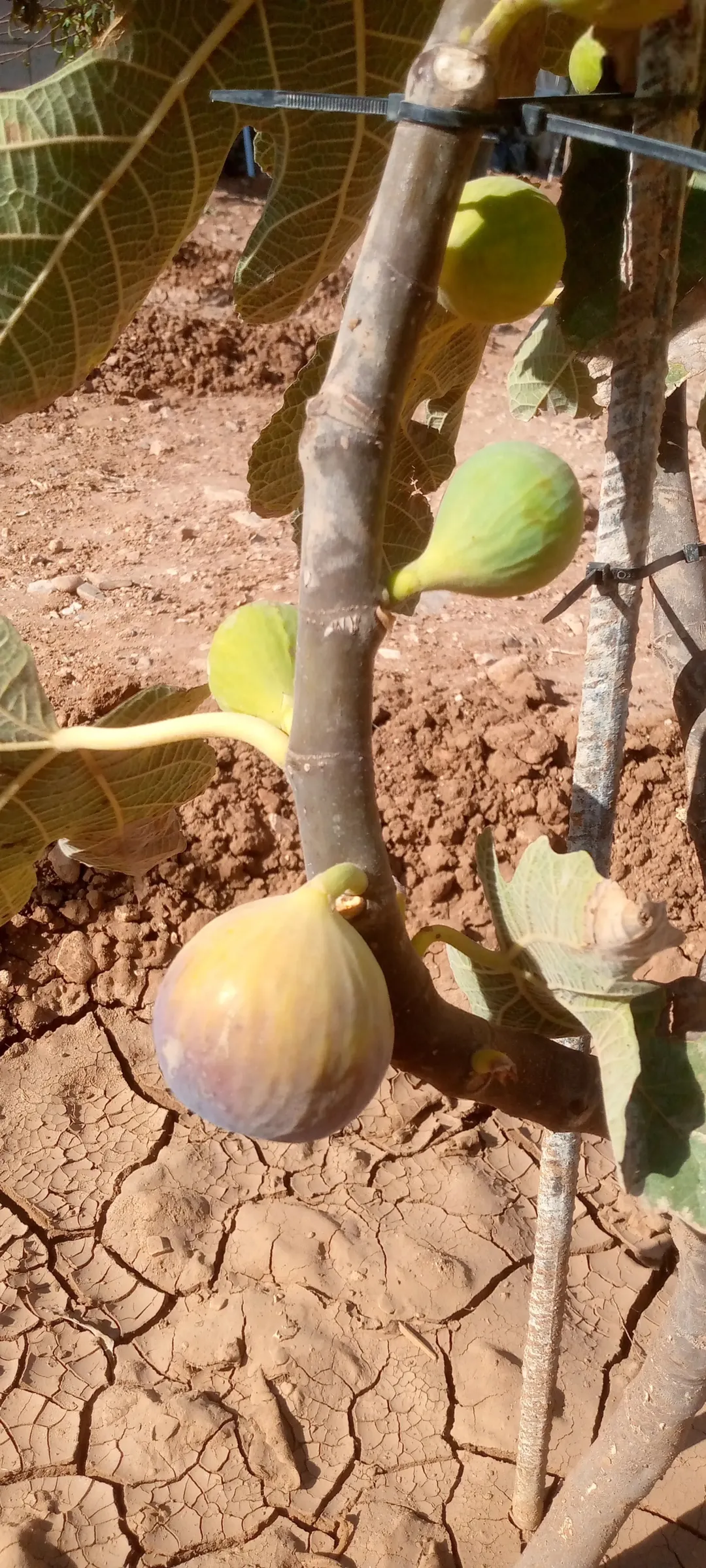 مزرعه خمسة دنم راس جبل مطله وكاشفه