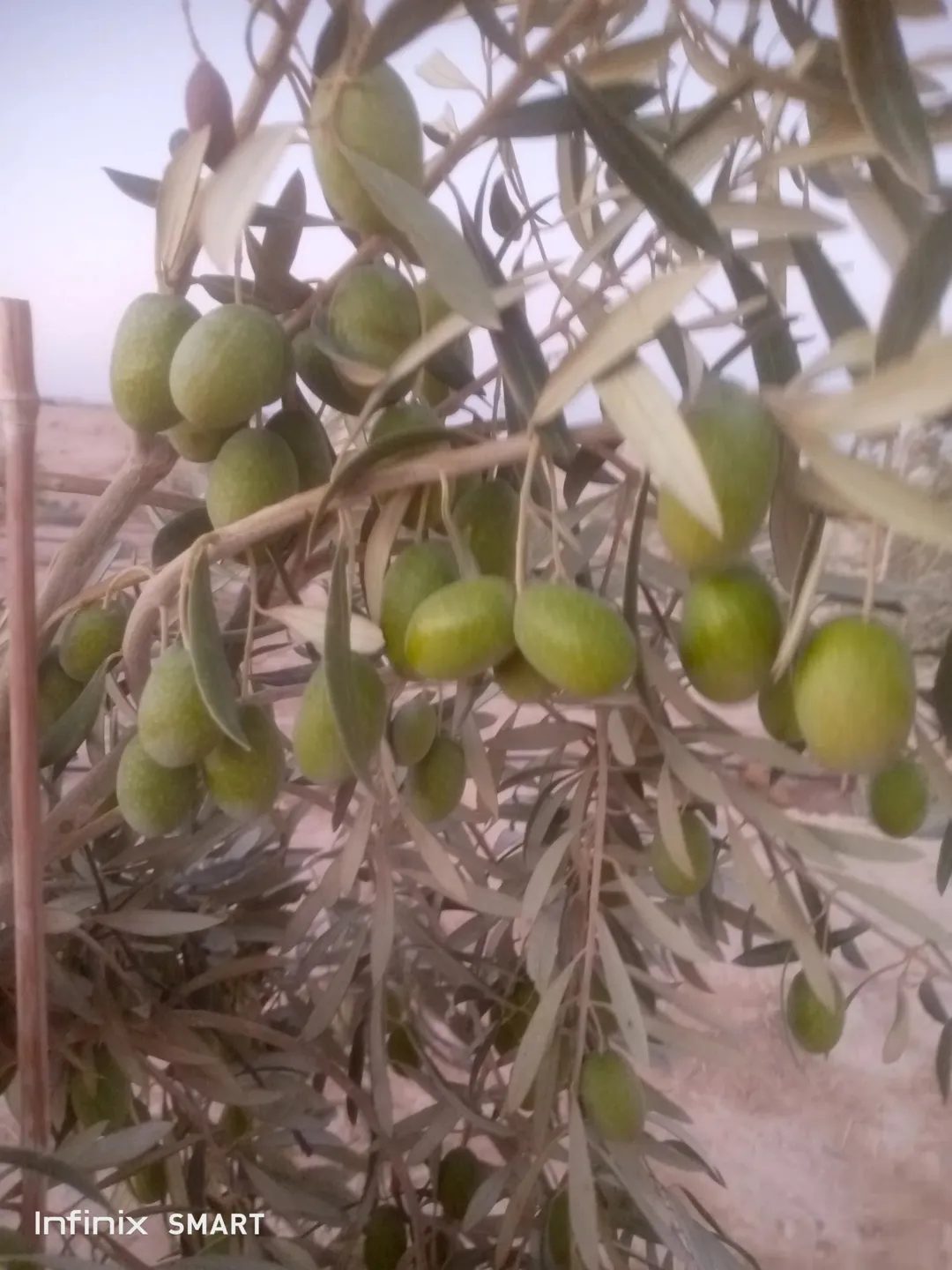 مزرعه خمسة دنم راس جبل مطله وكاشفه