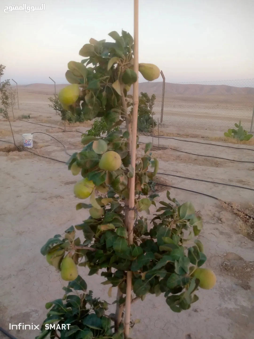 مزرعه خمسة دنم راس جبل مطله وكاشفه