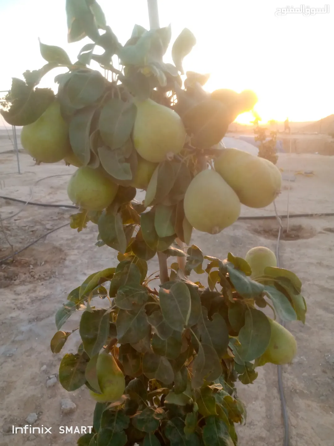 مزرعه خمسة دنم راس جبل مطله وكاشفه
