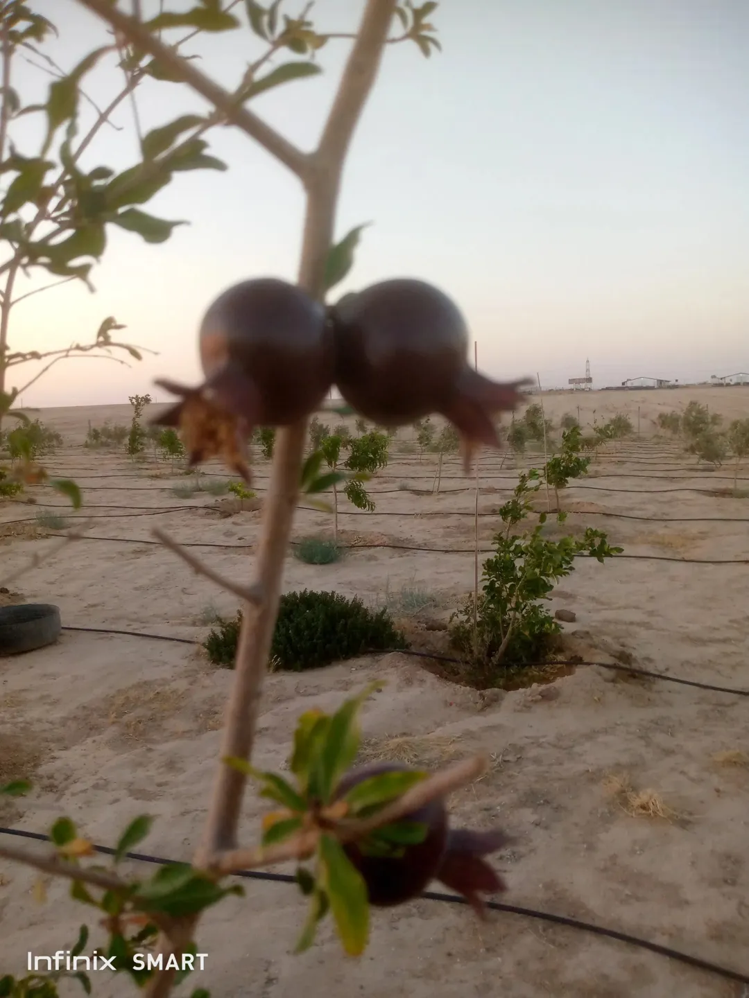 مزرعه خمسة دنم راس جبل مطله وكاشفه