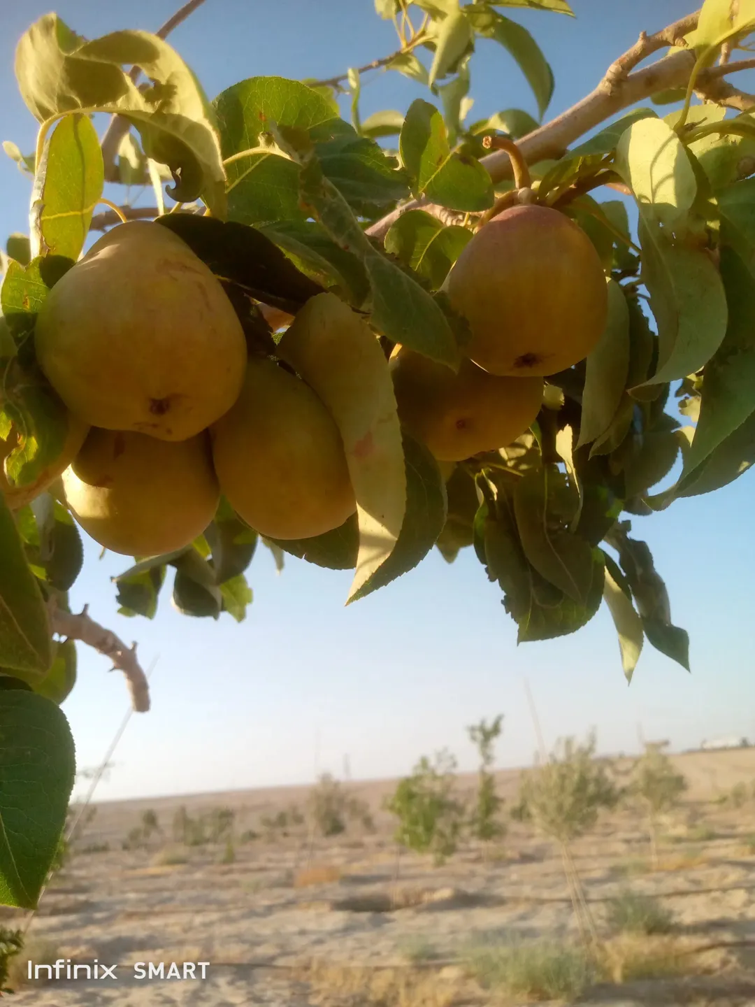 مزرعه خمسة دنم راس جبل مطله وكاشفه
