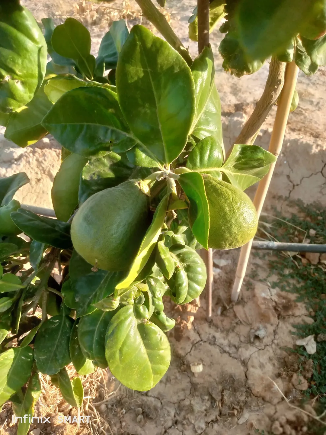 مزرعه خمسة دنم راس جبل مطله وكاشفه