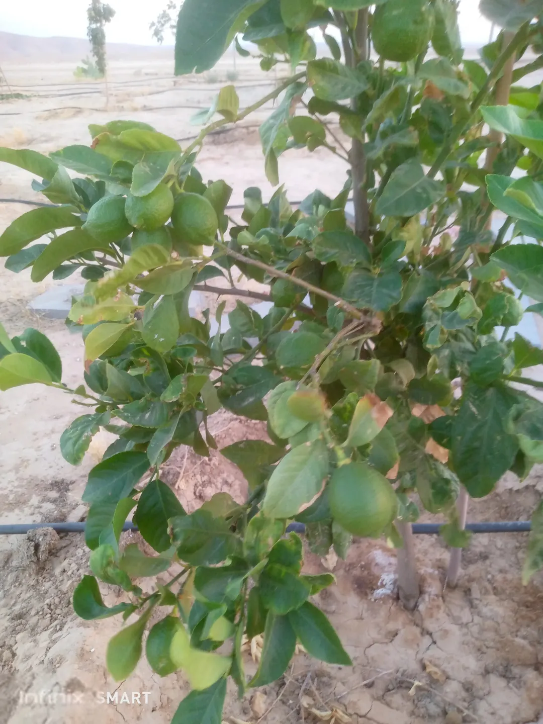 مزرعه خمسة دنم راس جبل مطله وكاشفه