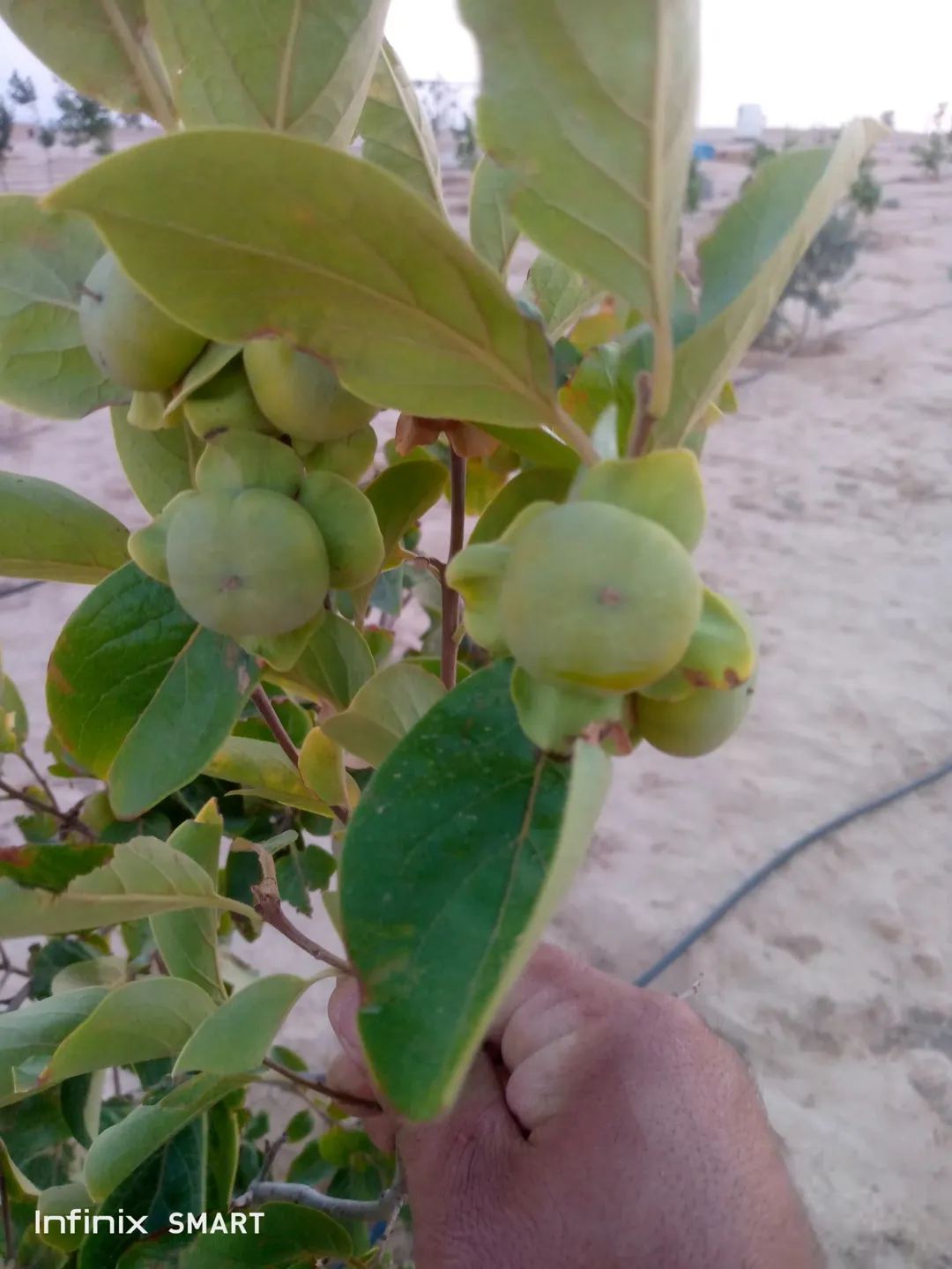 مزرعه خمسة دنم راس جبل مطله وكاشفه